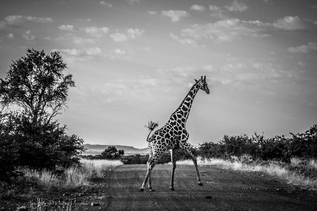 Photo vue d'une girafe sur le champ contre le ciel