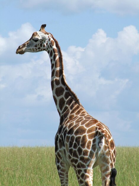 Photo vue de la girafe sur le champ contre le ciel