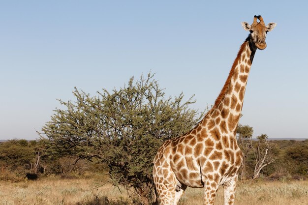 Photo vue d'une girafe sur un ciel dégagé