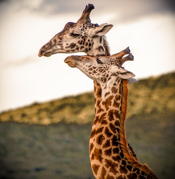 Photo vue d'une girafe contre le ciel