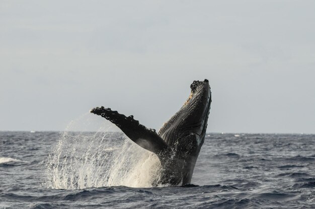 Photo vue de la girafe dans la mer