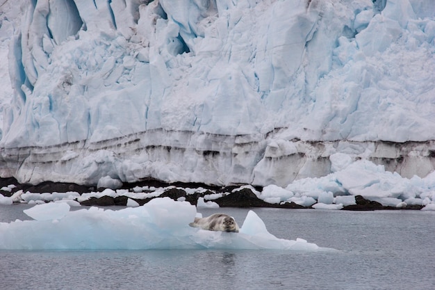 Vue d'une glace animale