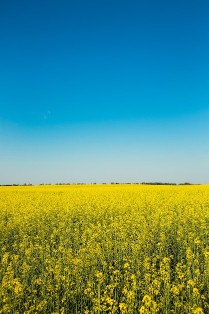 Vue grand angle d'un canola en fleurs jaune vif sous un ciel bleu clair profond