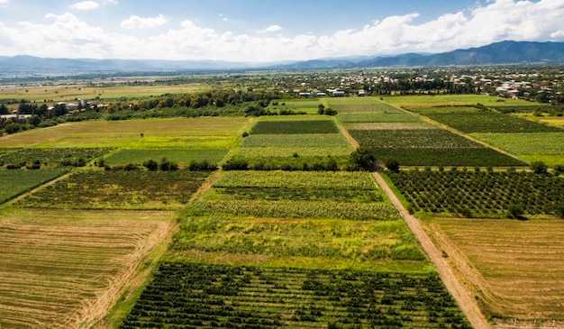 Vue grand angle des champs agricoles à Kakheti Géorgie