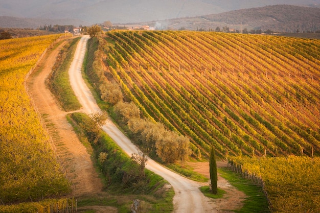 Photo vue grand angle d'un chemin de terre à travers un vignoble