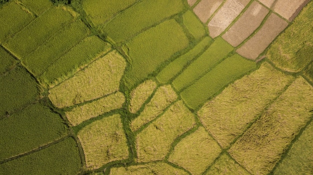 Vue grand angle du champ en Thaïlande