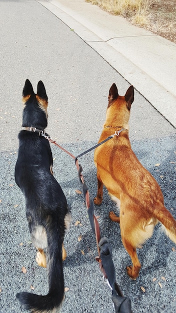 Vue en grand angle du chien dans la rue