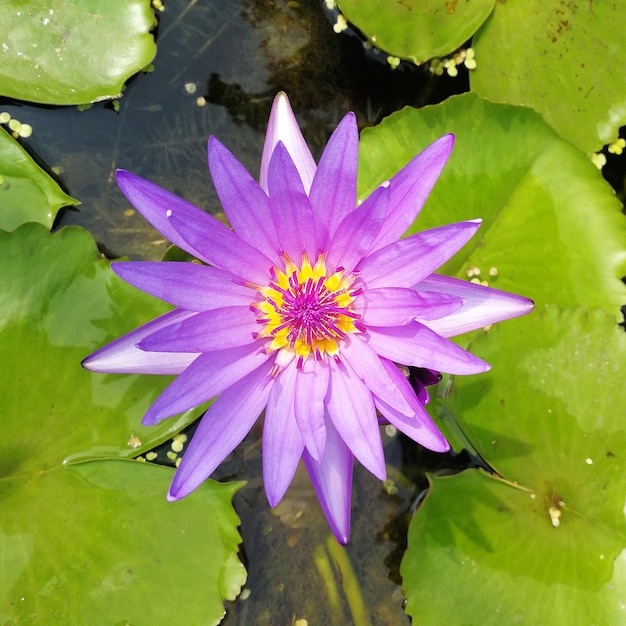 Vue grand angle du lotus violet dans l'eau
