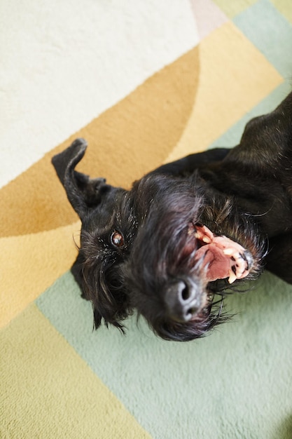 Vue grand angle du schnauzer noir allongé et jouant sur le tapis à la maison