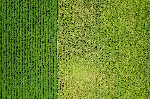 Vue grand angle de la ferme cultiver des plantes beau paysage