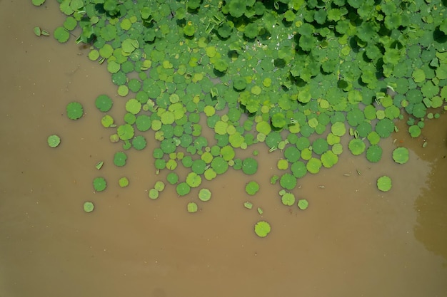 Vue grand angle de la feuille de lotus dans un étang