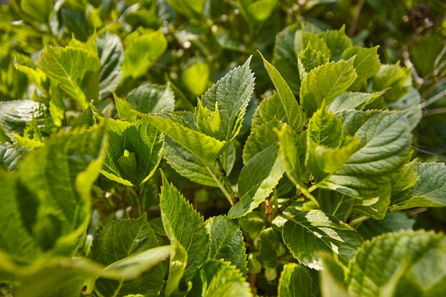 Vue grand angle des feuilles d'hortensia à floraison printanière, une plante ornementale commune