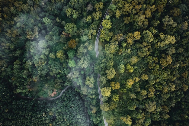 Vue grand angle sur la forêt et le brouillard le matin, ci-dessus