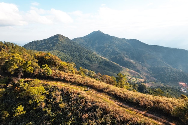 Vue grand angle sur la forêt et les montagnes en étéarbres et forêt le soir