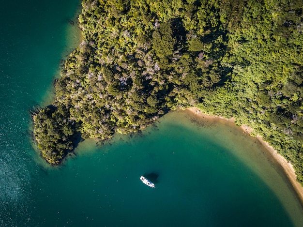Vue grand angle des méduses nageant dans la mer
