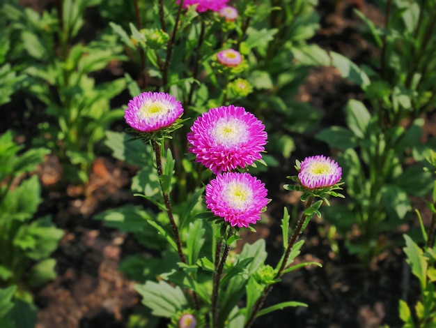 Vue grand angle de plantes à fleurs roses dans le parc