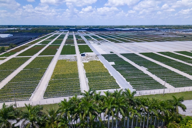 Une vue d'un grand champ avec beaucoup de plantes et d'arbres.