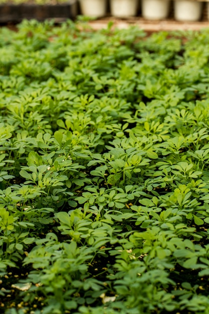 Vue d&#39;une grande pépinière de plantes vertes à l&#39;intérieur.