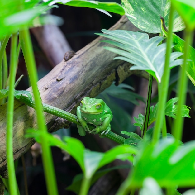 Vue de grenouille singe vert en forêt