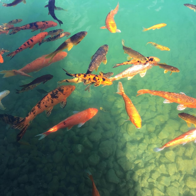 Vue en gros plan du poisson koi dans l'eau