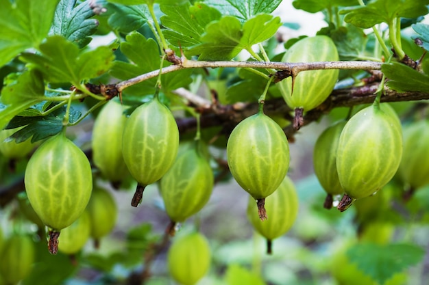 Vue sur les groseilles vertes fraîches sur une branche de groseillier dans le jardin, vue rapprochée de la baie de groseille bio suspendue à une branche sous les feuilles,