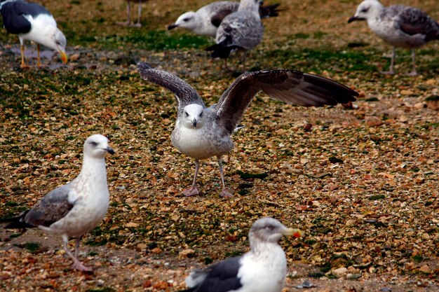 Photo vue d'un groupe de mouettes où, au centre, un juvénile déploie ses ailes.