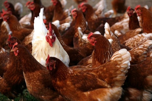 Vue d'un groupe de poulets