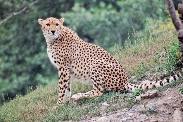 Vue d'un guépard assis sur terre