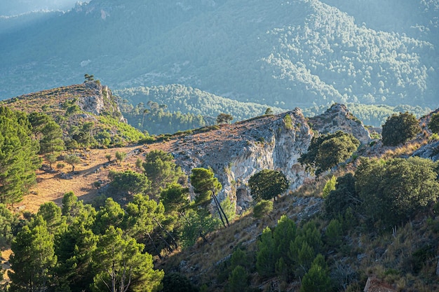 Vue à haut angle des arbres sur la montagne
