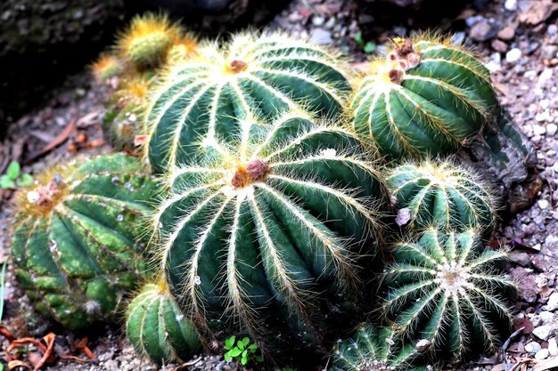 Vue à haut angle des cactus sur le champ