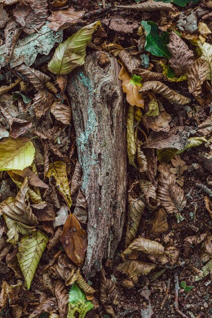 Vue à haut angle des champignons poussant sur le tronc d'un arbre