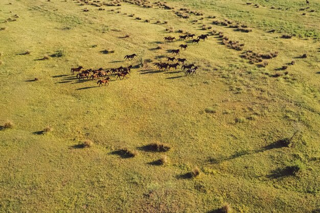 Photo vue à haut angle des chevaux sauvages sur le champ