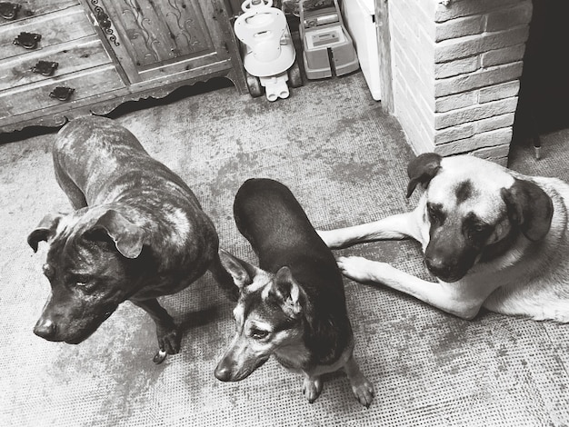 Vue à haut angle des chiens endormis