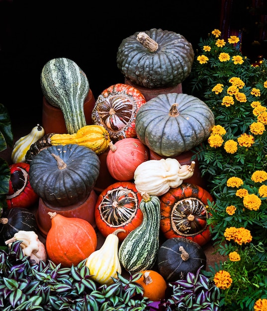 Vue à haut angle des citrouilles exposées