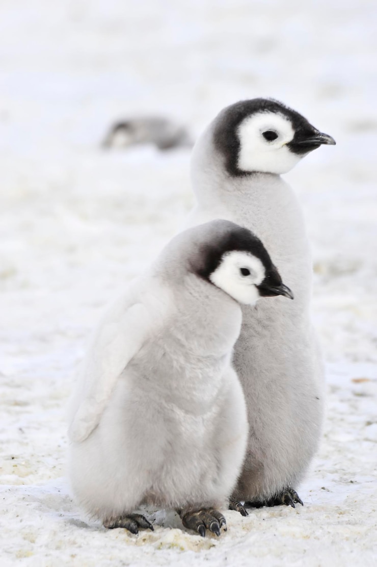 Photo vue à haut angle de deux jeunes oiseaux sur la neige