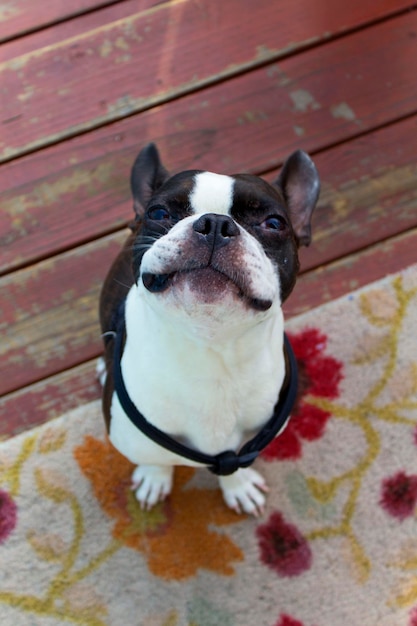 Photo vue à haut angle du boston terrier debout sur le tapis