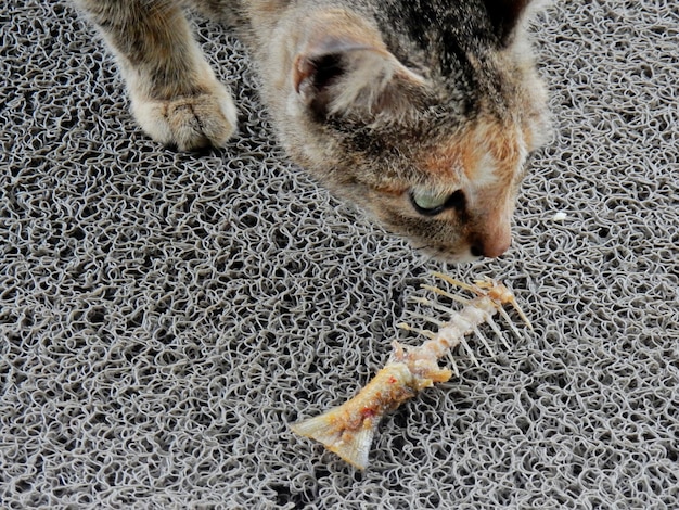 Photo vue à haut angle du chat par squelette de poisson sur tapis