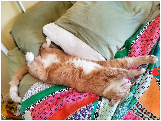 Vue à haut angle du chat qui dort sur le lit à la maison