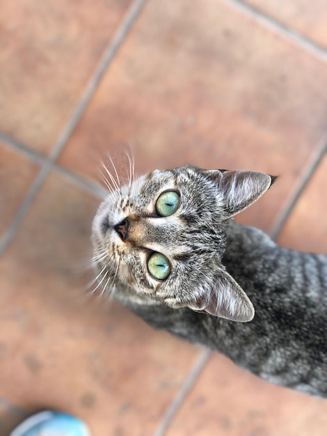 Vue à haut angle du chat