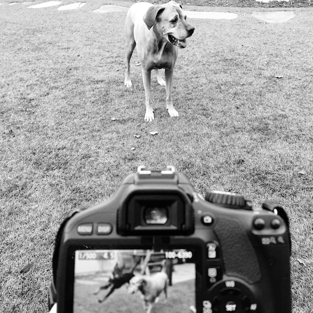 Photo vue à haut angle du chien debout sur un champ herbeux avec la caméra en premier plan