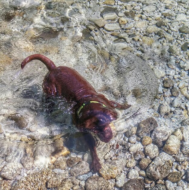 Photo vue en haut angle du chien nageant dans la rivière