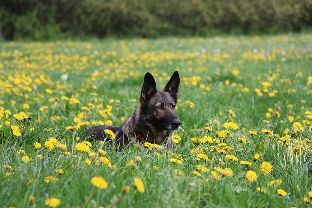 Vue à haut angle du chien sur le terrain