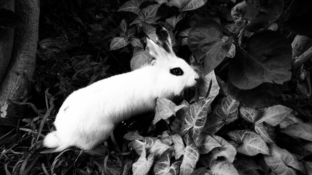 Photo vue à haut angle du lapin sur les plantes