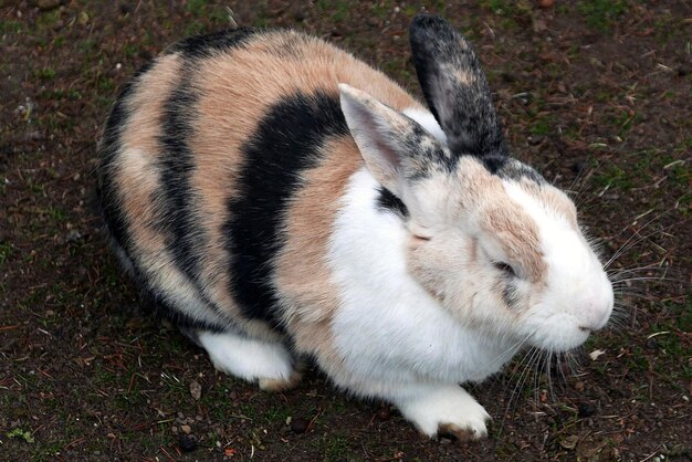 Photo vue à haut angle du lapin rayé