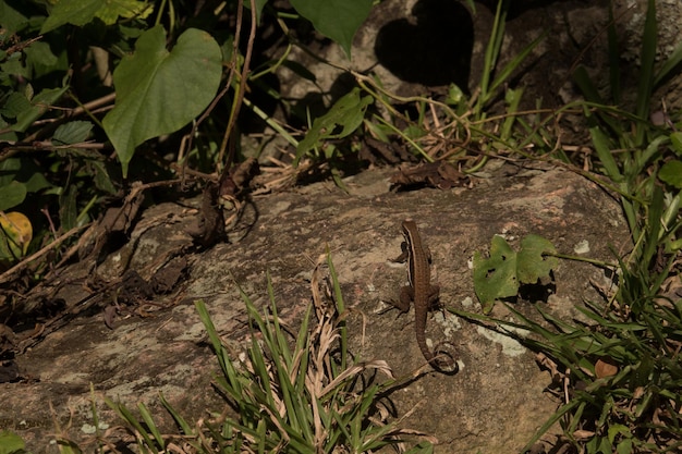 Vue à haut angle du lézard sur les plantes