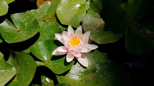 Vue à haut angle du lis d'eau de lotus dans l'étang