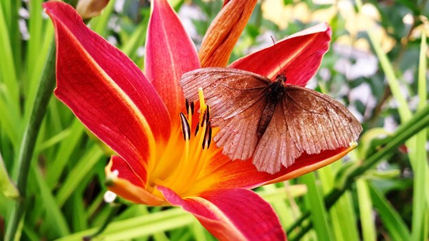 Photo vue à haut angle du papillon sur la fleur