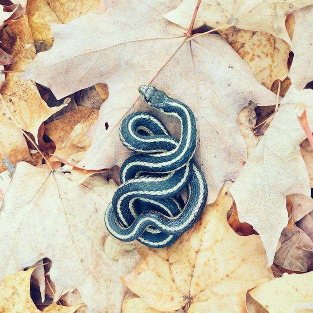 Vue à haut angle du serpent gris sur les feuilles d'automne