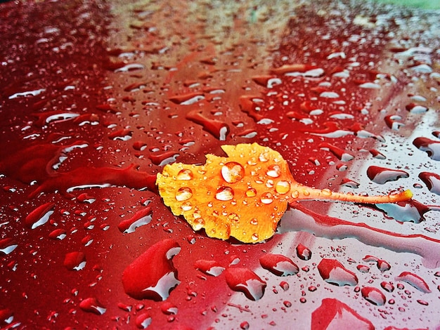 Vue à haut angle de la feuille mouillée sur la voiture rouge pendant la saison des pluies