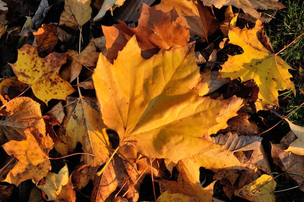 Vue à haut angle des feuilles d'automne sur le champ